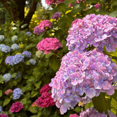 初夏を愛でる【花まつり】三景園の紫陽花