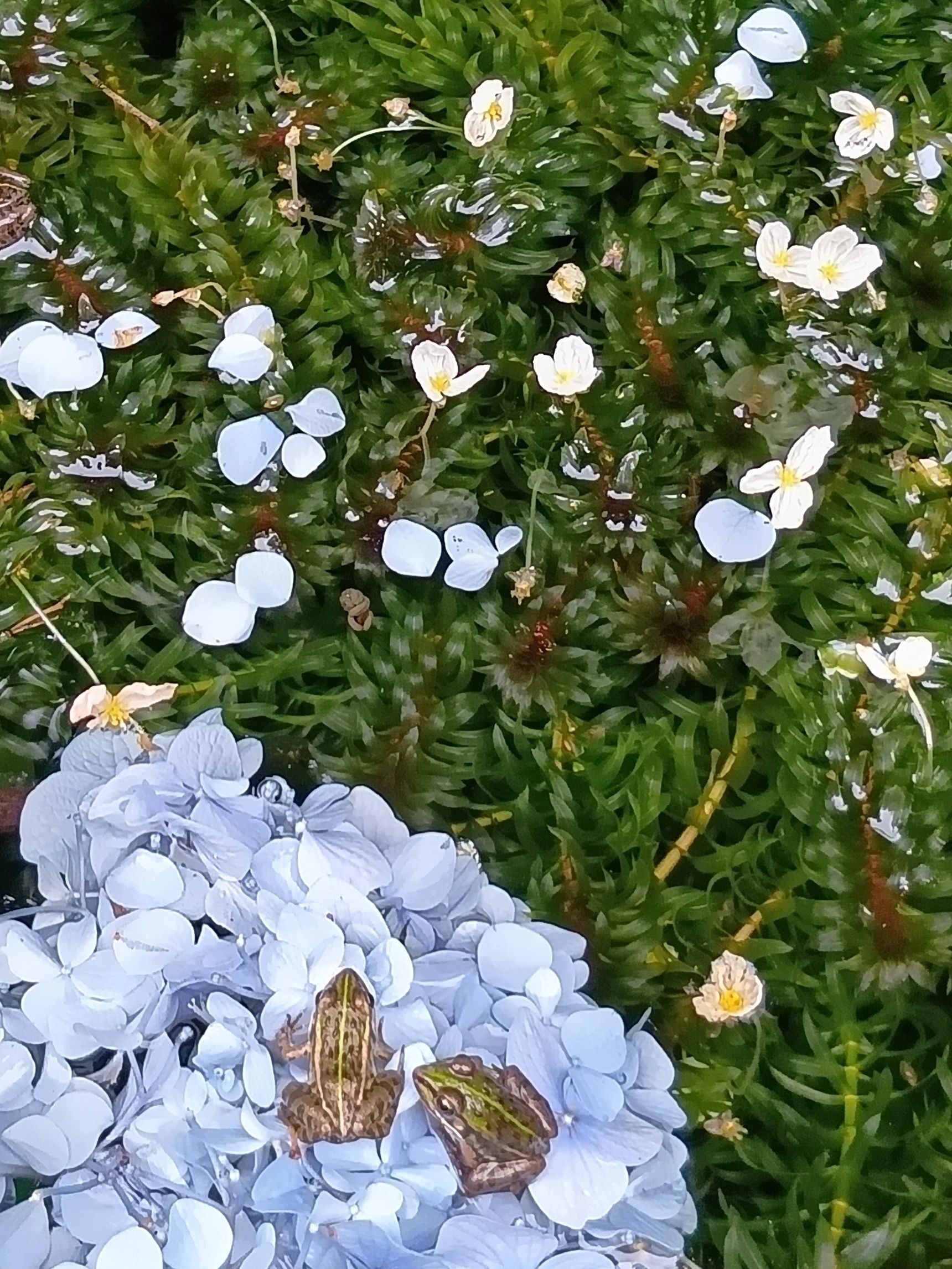 お寺の池に咲くこの白い花、何だと思う？調べてみたら正体が意外だった件