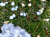 お寺の池に咲くこの白い花、何だと思う？調べてみたら正体が意外だった件