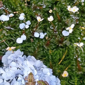 お寺の池に咲くこの白い花、何だと思う？調べてみたら正体が意外だった件