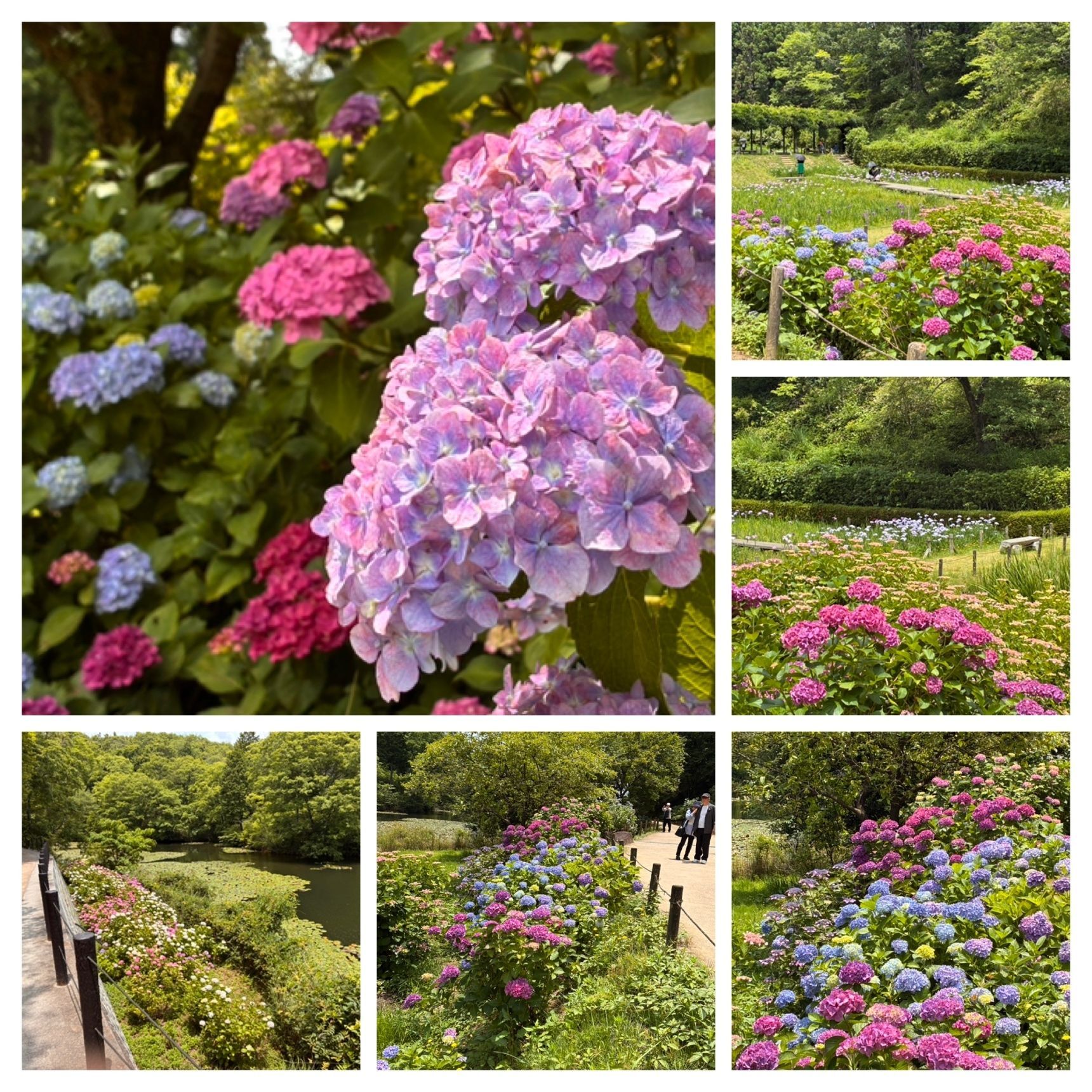 紫陽花が道案内してくれる