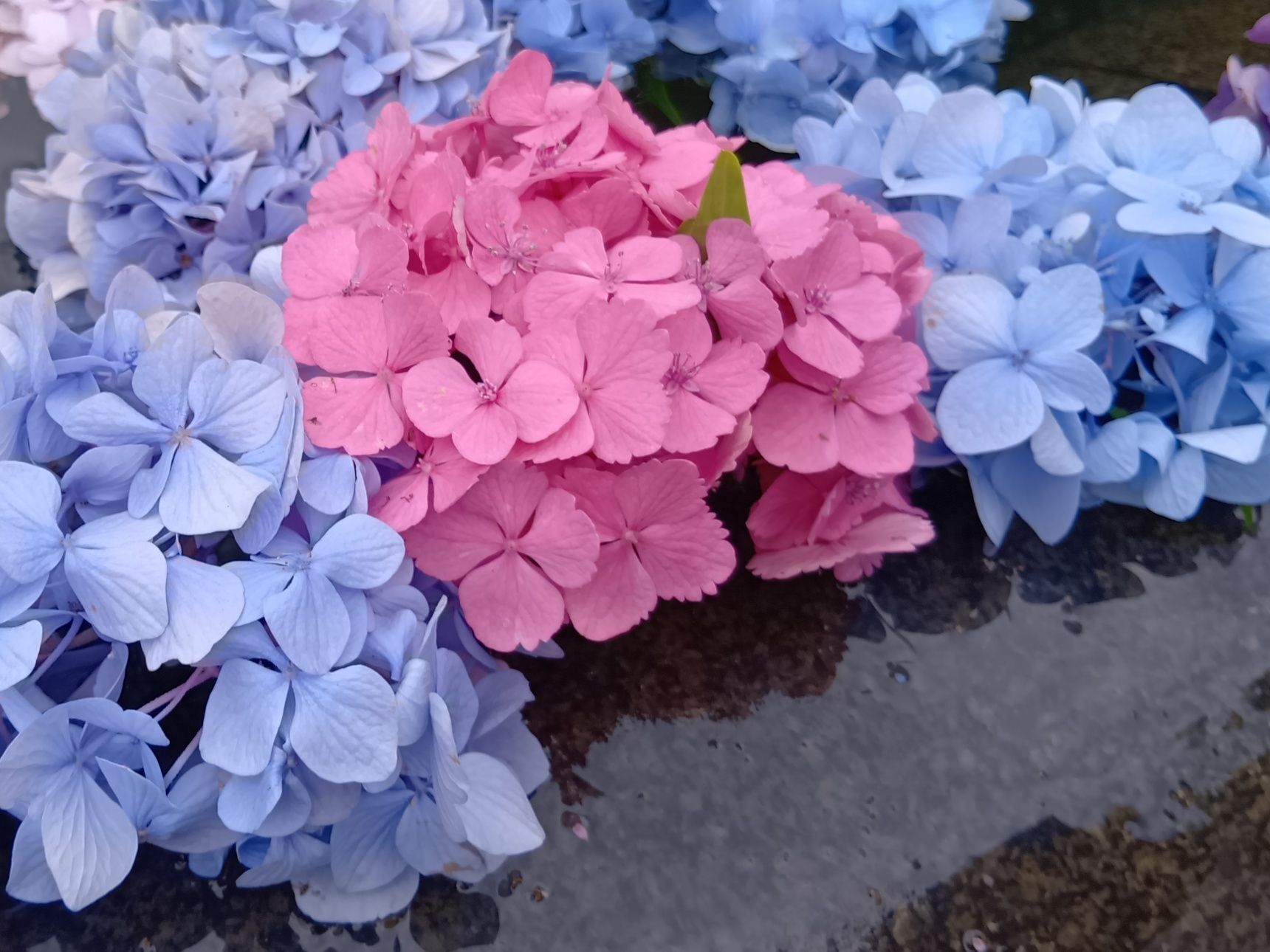 久安寺は、大阪を代表する「あじさい寺」として知られています。 境内には紫陽花が咲き誇り、毎年6月には色鮮やかな花々が初夏の境内を彩ります。