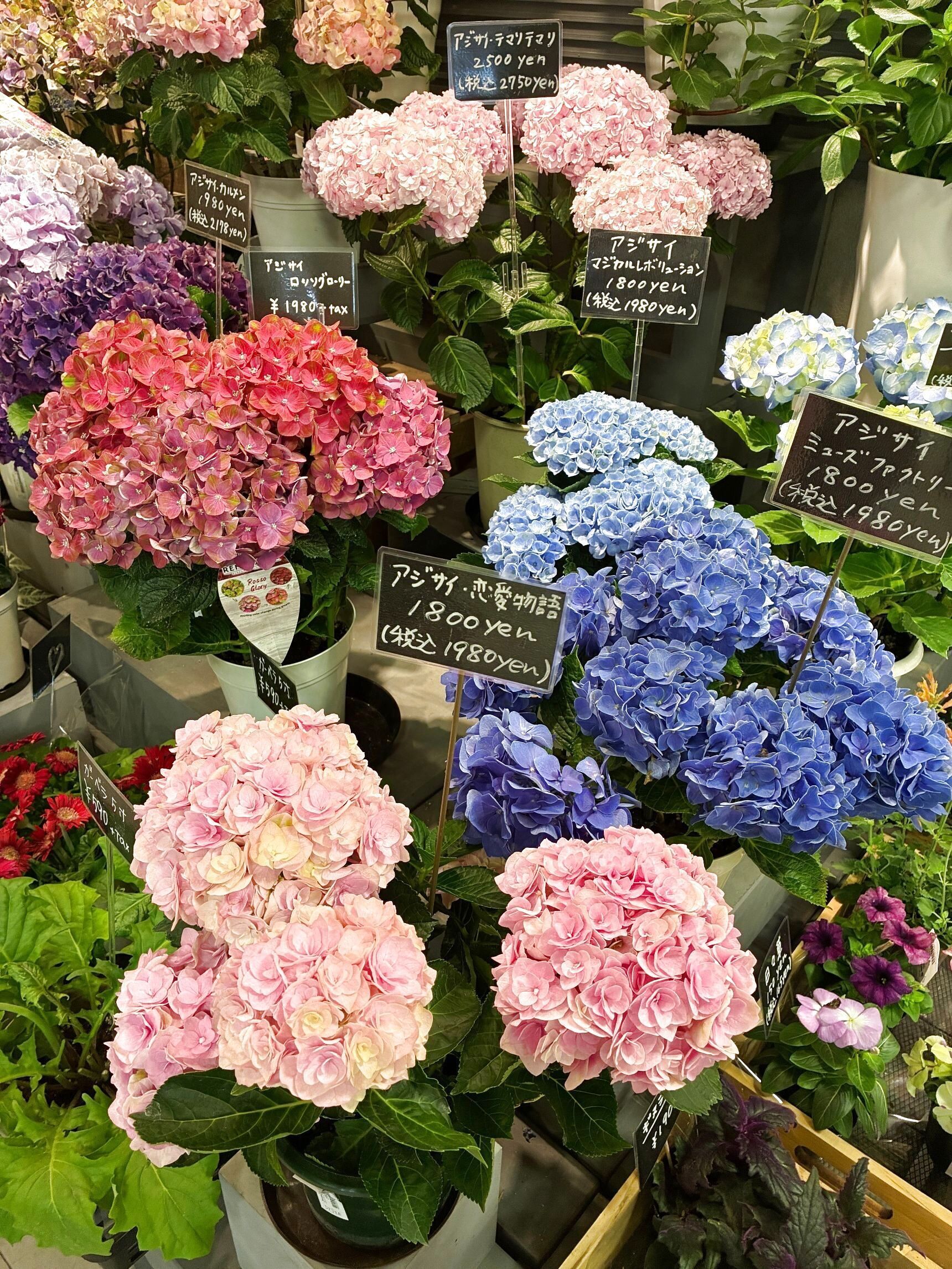 花屋さんの紫陽花（あじさい）が満開〜ステキな名前見つけました！