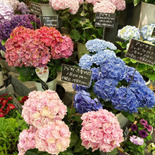 花屋さんの紫陽花（あじさい）が満開〜ステキな名前見つけました！