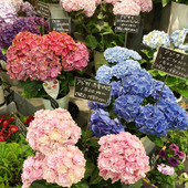 花屋さんの紫陽花（あじさい）が満開〜ステキな名前見つけました！