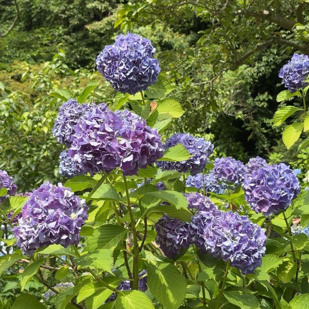 紫色の紫陽花を発見