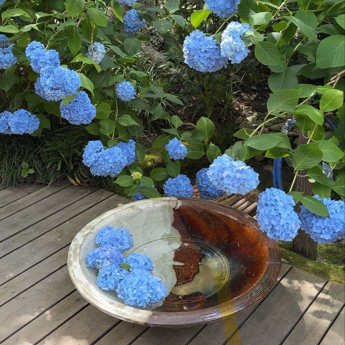 紫陽花シーズンの鎌倉散策