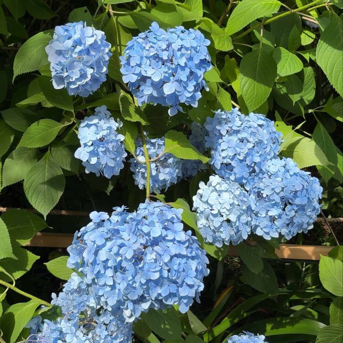 紫陽花の絶景