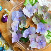 え？！知らなかった…紫陽花の終わりの美しさ