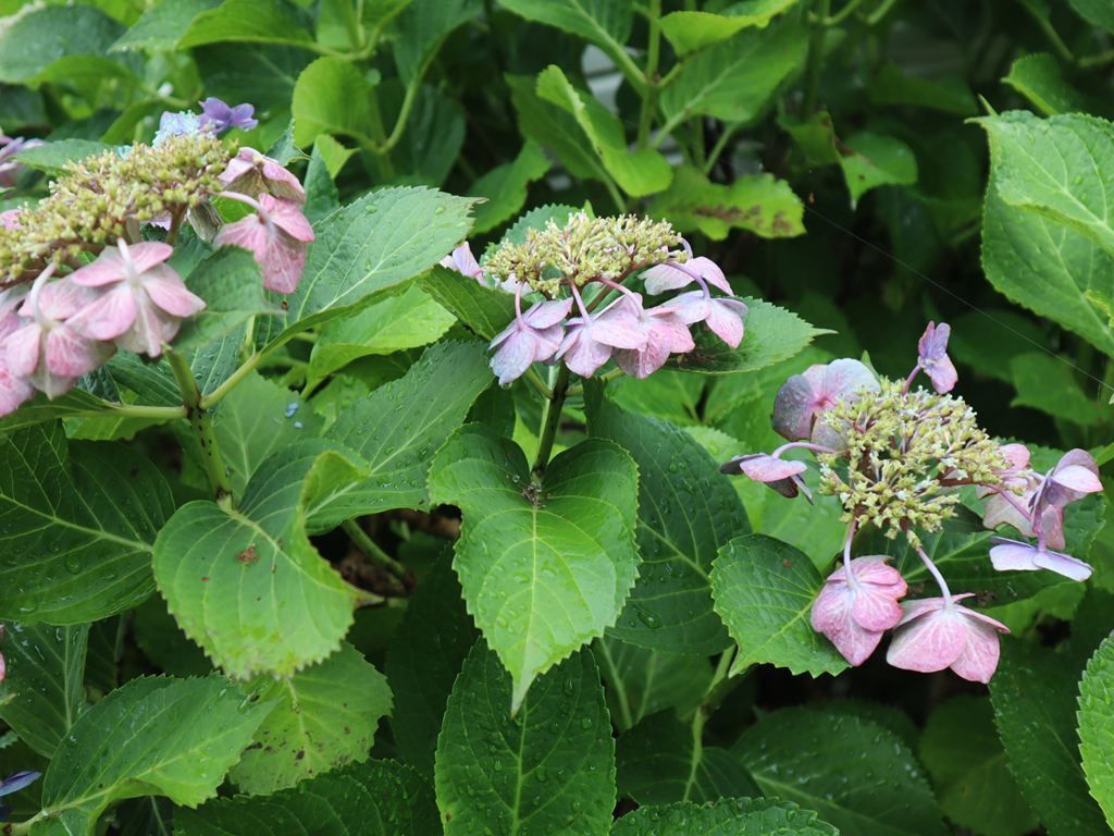 終わりごろの紫陽花