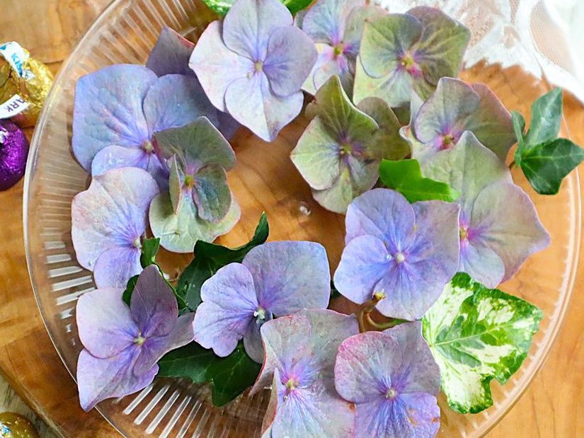 紫陽花の楽しみ方