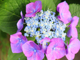 長く楽しみたい方はやってみて！水が下がりやすい紫陽花の水揚げ方法
