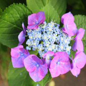 長く楽しみたい方はやってみて！水が下がりやすい紫陽花の水揚げ方法