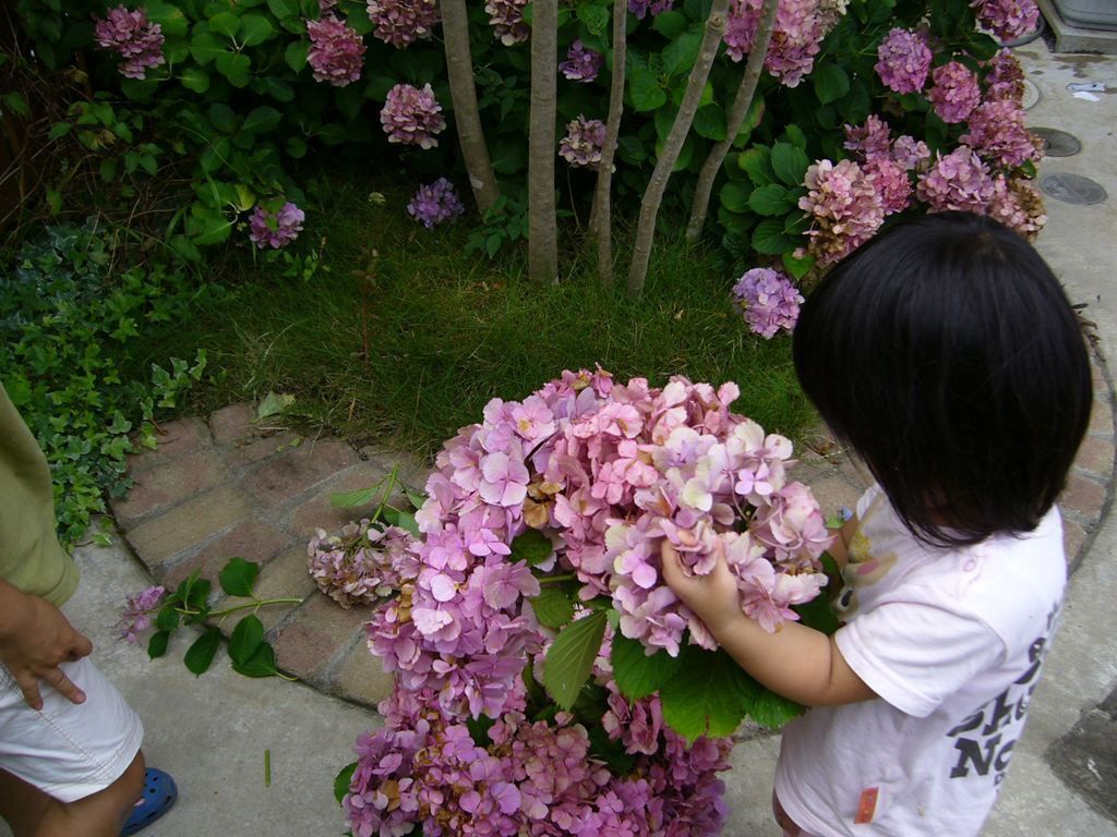 かってに紫陽花祭り