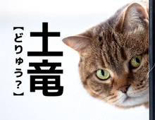 【土竜】なんて読む？「どりゅう」ではありませんよ！【読めそうで読めない漢字クイズ】