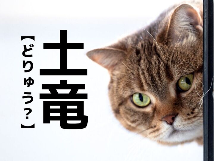 【土竜】なんて読む?「どりゅう」ではありませんよ!【読めそうで読めない漢字クイズ】