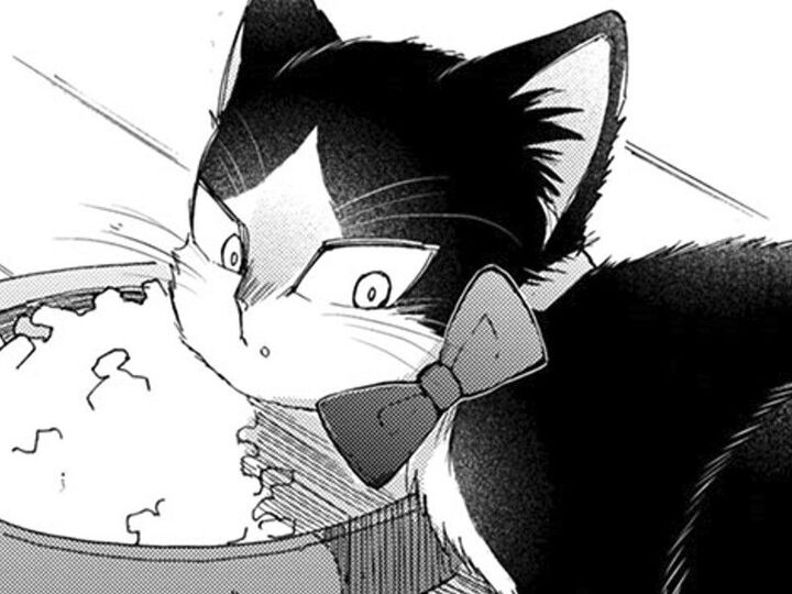 首輪をつけたい人間vs逃げる猫。奥の手を使ってやっと…!?猫の反応は…?【同居人はひざ、時々、頭のうえ。#60】