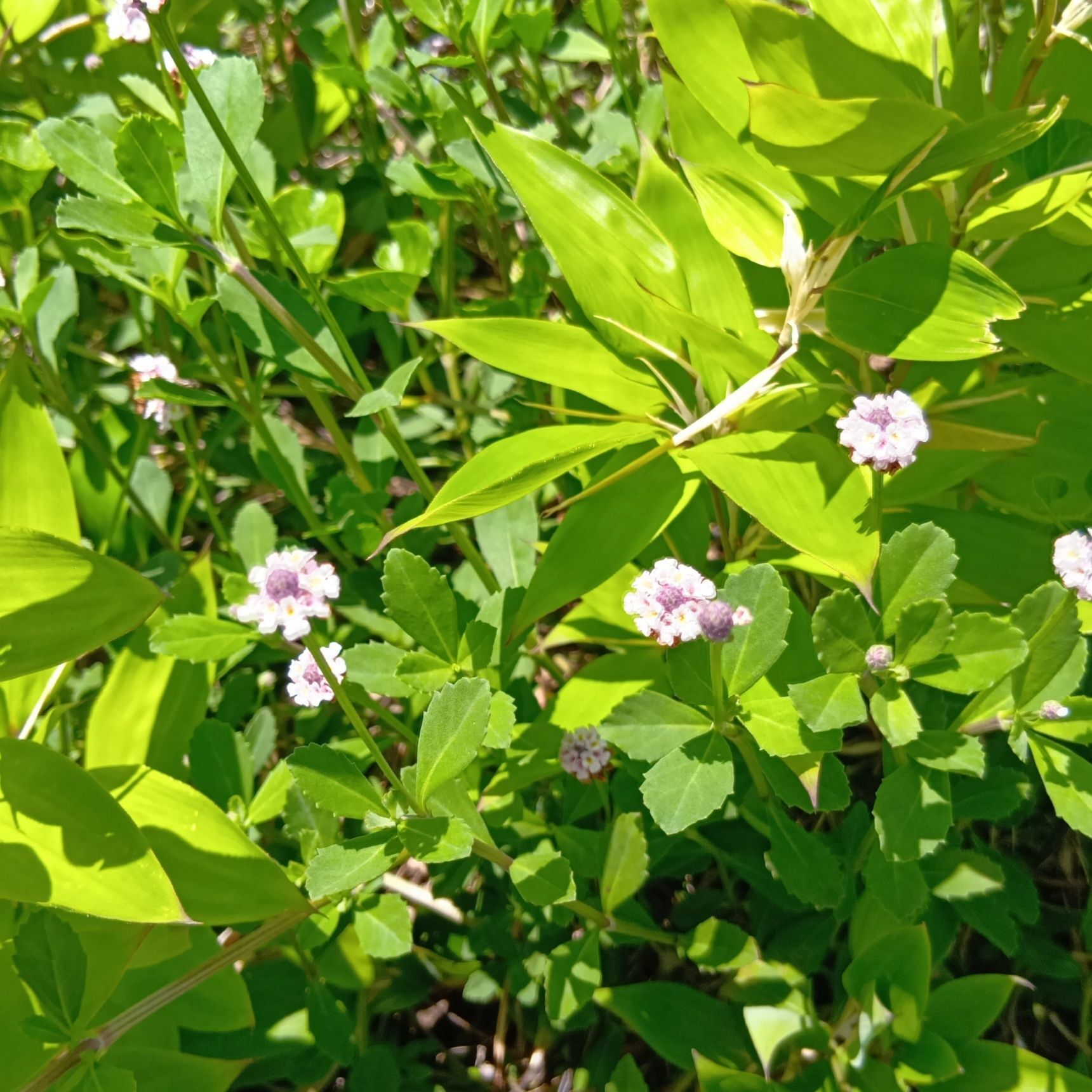 地面を這うように広がり、初夏から秋にかけて可愛らしい白～淡いピンク色の花を咲かせます。