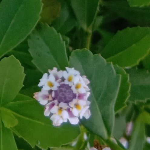 実は、丸い花は一輪ではなく、小さな花がたくさん集まって咲いています。 