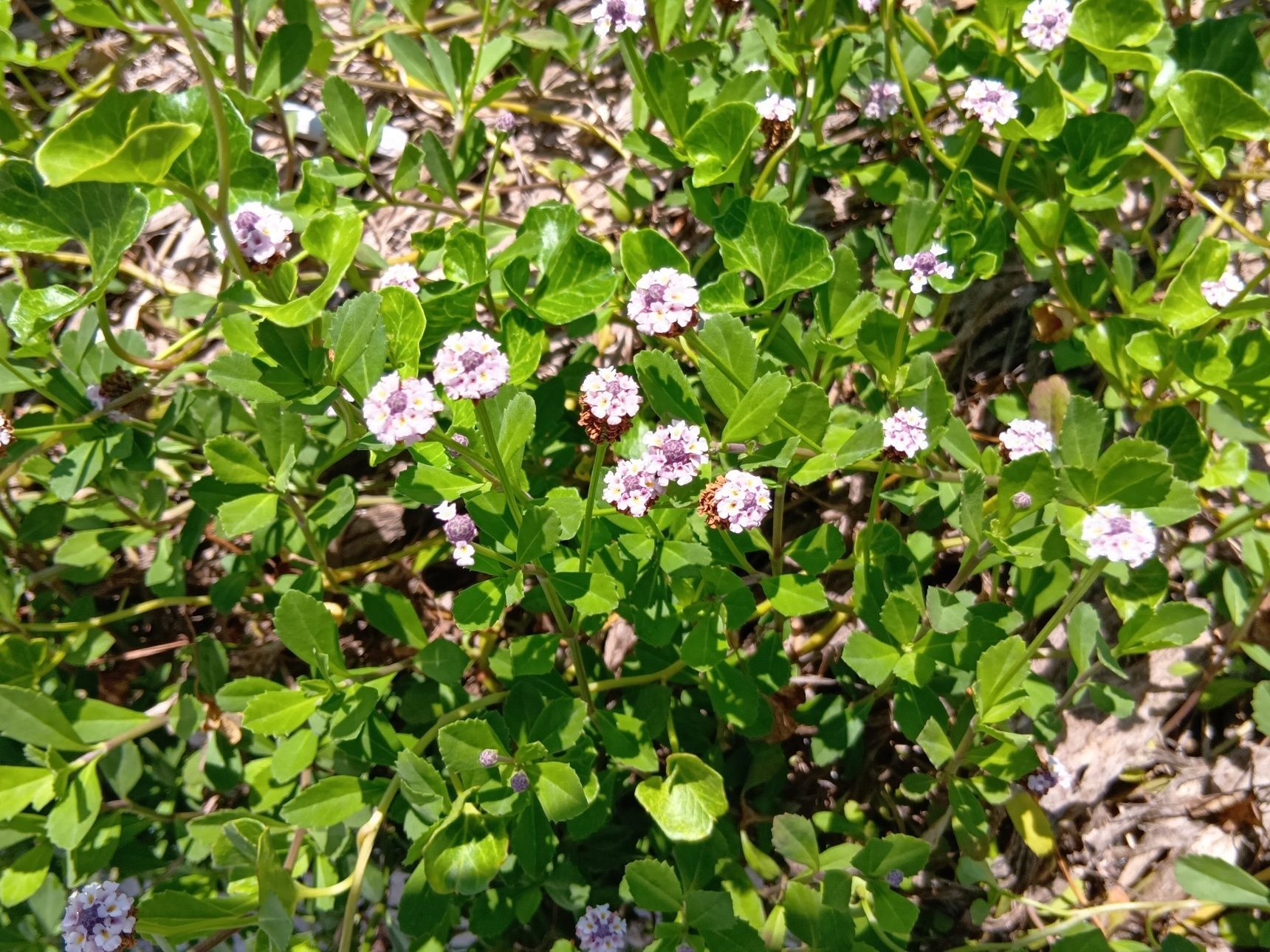 この植物は、「ヒメイワダレソウ（姫岩垂草）」です。