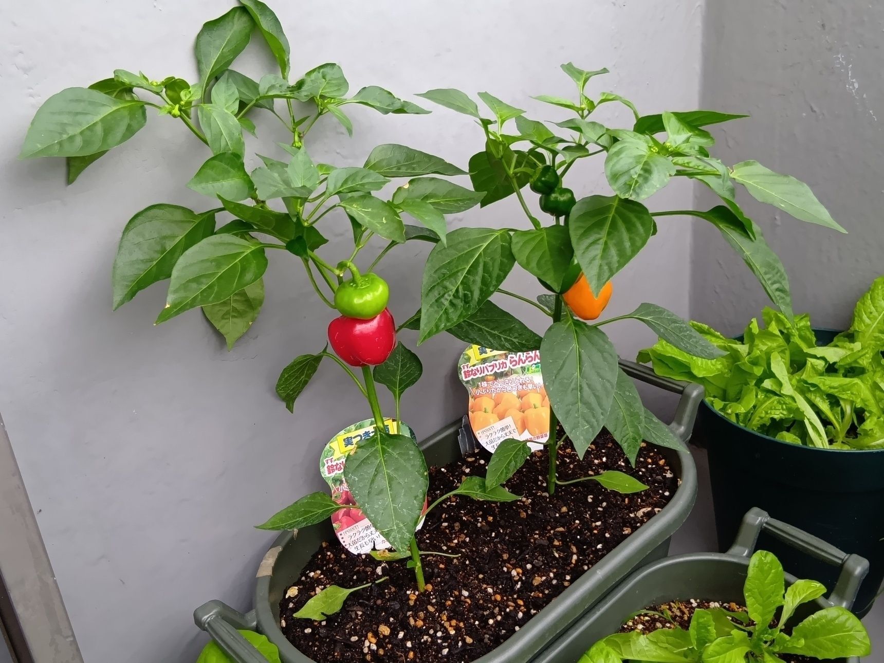 【７月ベランダ菜園】『りんりん』『らんらん』って知ってる？ベランダ菜園で初収穫！