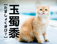 【玉蜀黍】って読める？ポルトガルから伝来したあるモノの名前ですよ【読めそうで読めない漢字クイズ】