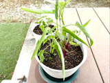 【家庭菜園は“徒歩一歩”で無理なく】初心者でも簡単な中華の野菜「1ヶ月後にはモサモサ」