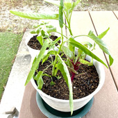 【家庭菜園は“徒歩一歩”で無理なく】初心者でも簡単な中華の野菜「1ヶ月後にはモサモサ」