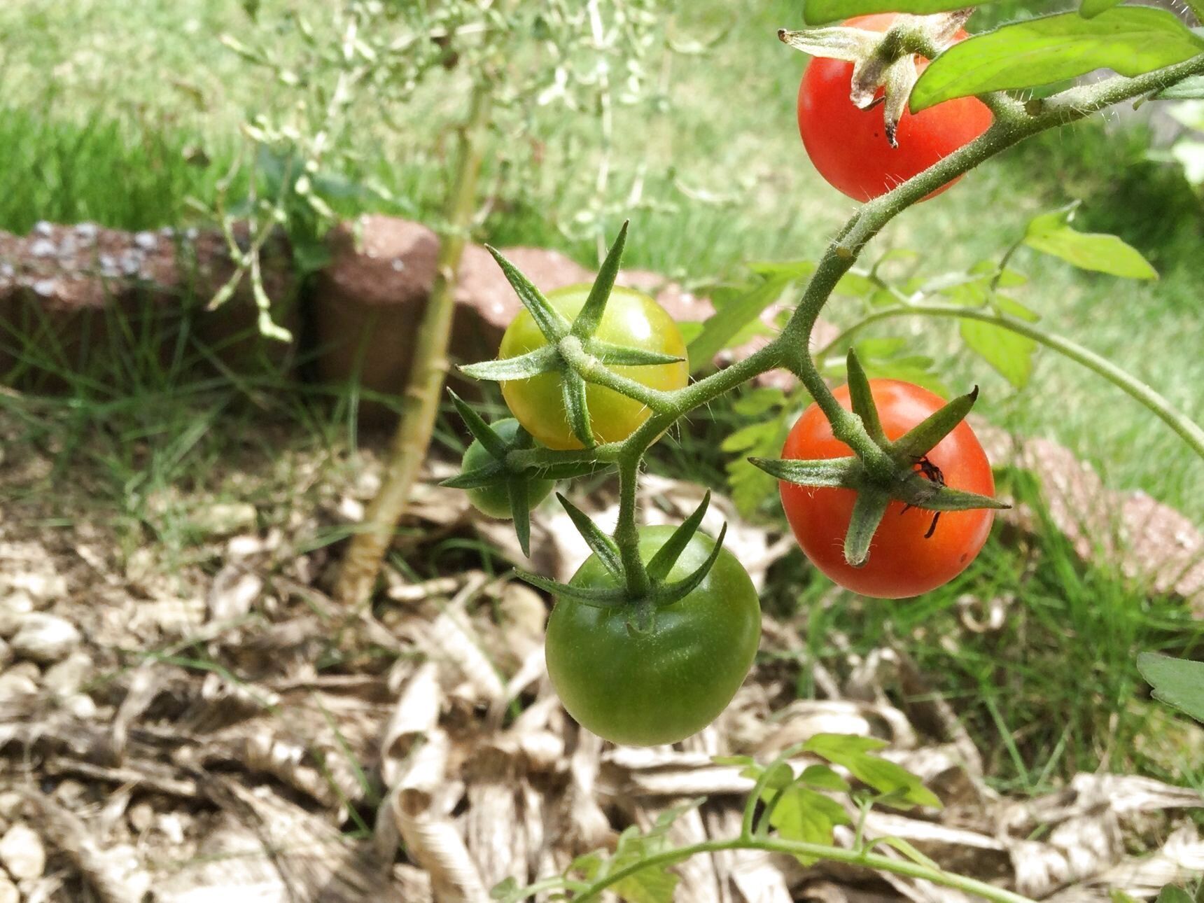 頂いた苗から夏野菜のトマトがたくさん実ってます！水分補給して潤いを与えよう