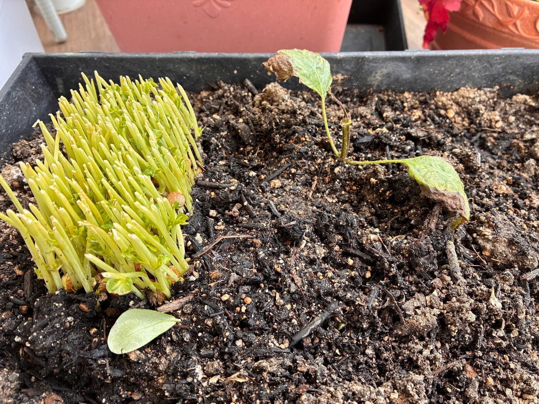 鉢植えの畑のその後