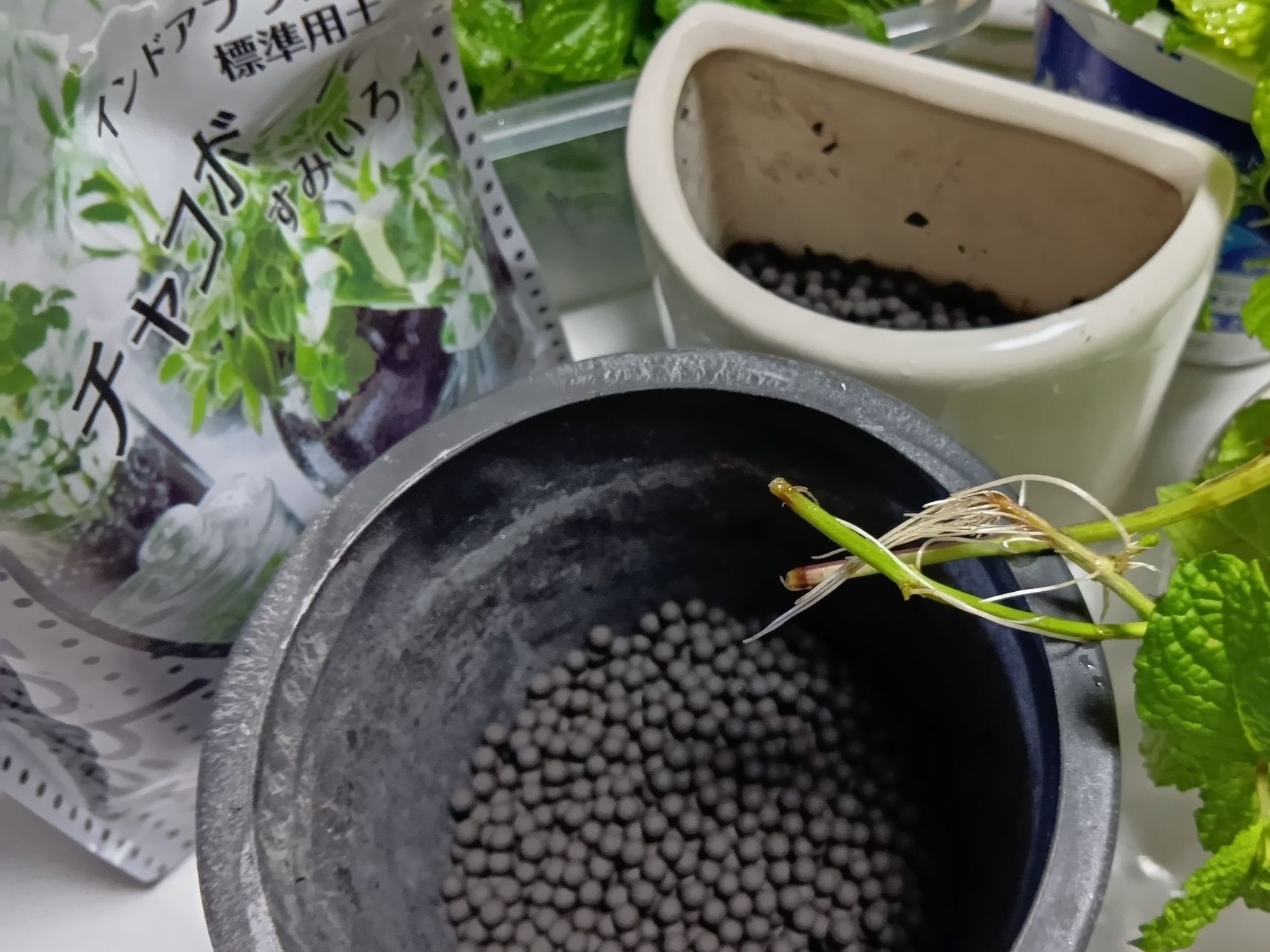 土に植えないで、チャコボールを活用して、室内で土なしで愛でるのもおすすめ！
