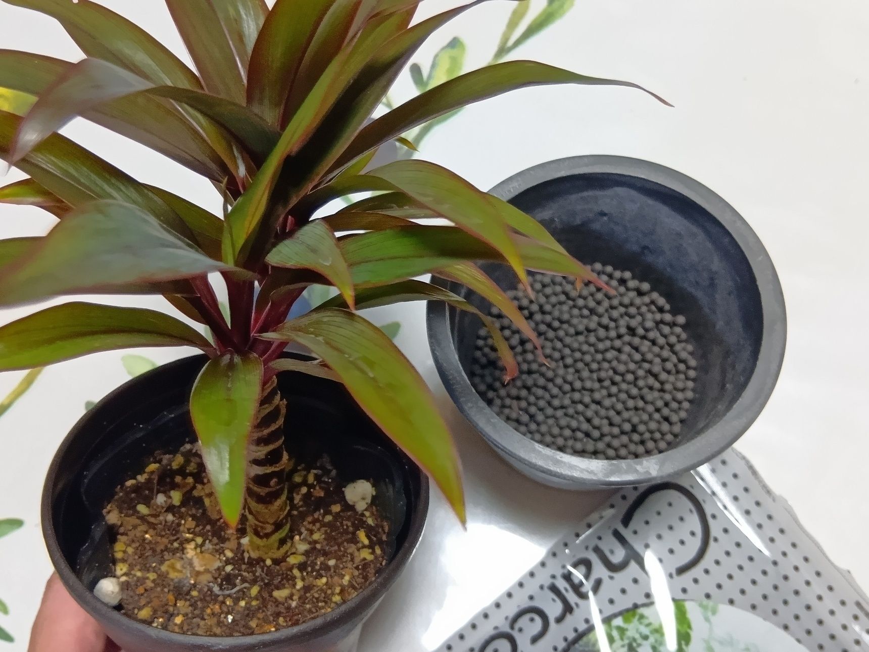 他の小さめの観葉植物も植え替えたりもしてみましたよ！