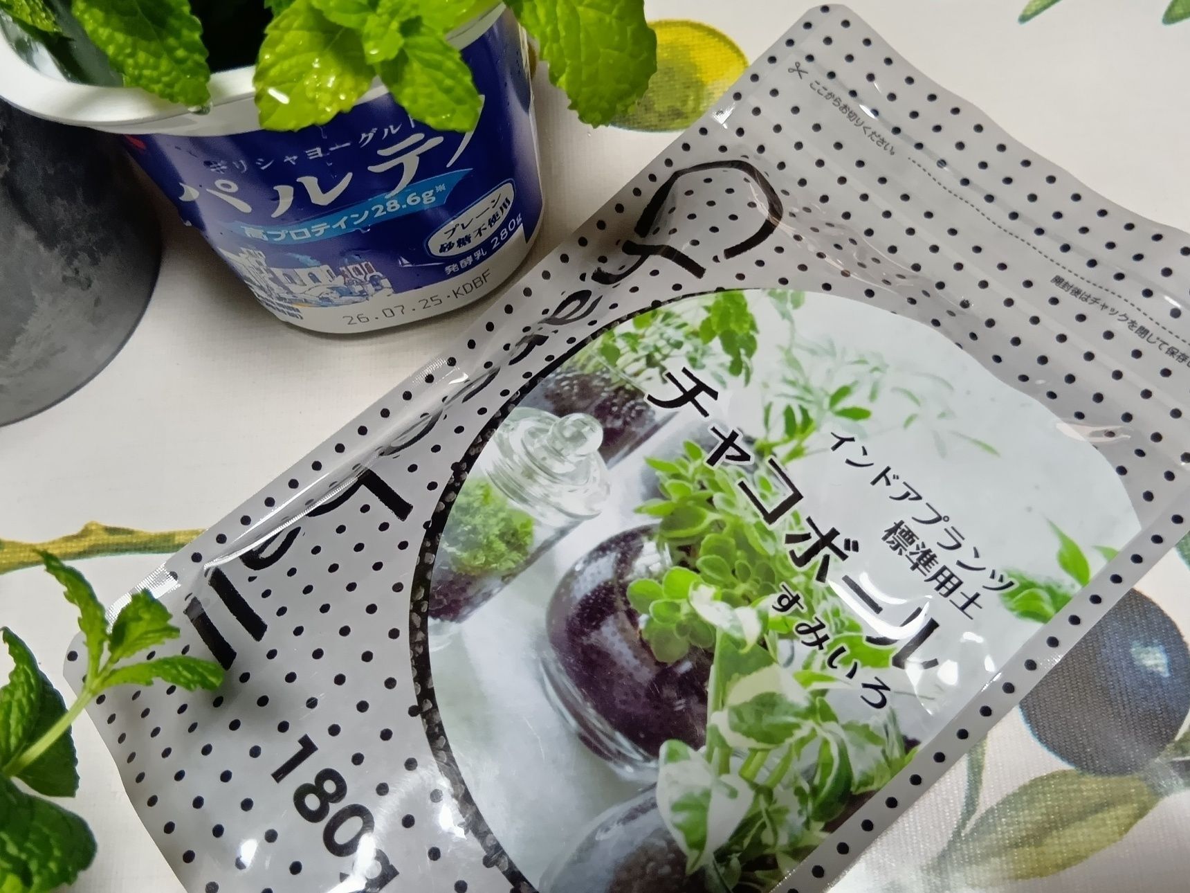 インドア夏休みにも！水やりもラク！チャコボールで育てる室内グリーンのライフハック！ミント増殖中の件