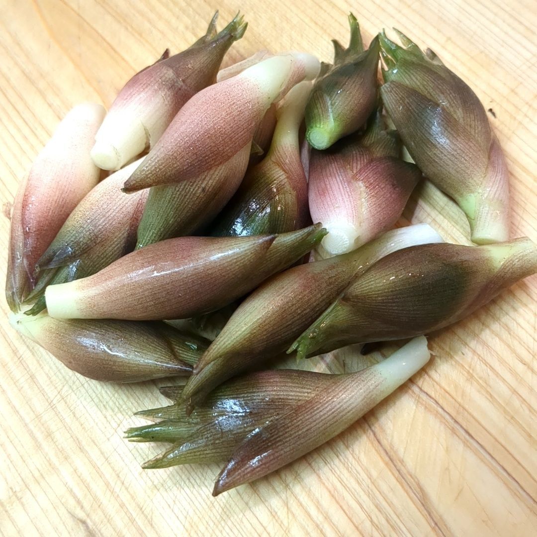 採れたてのミョウガです！