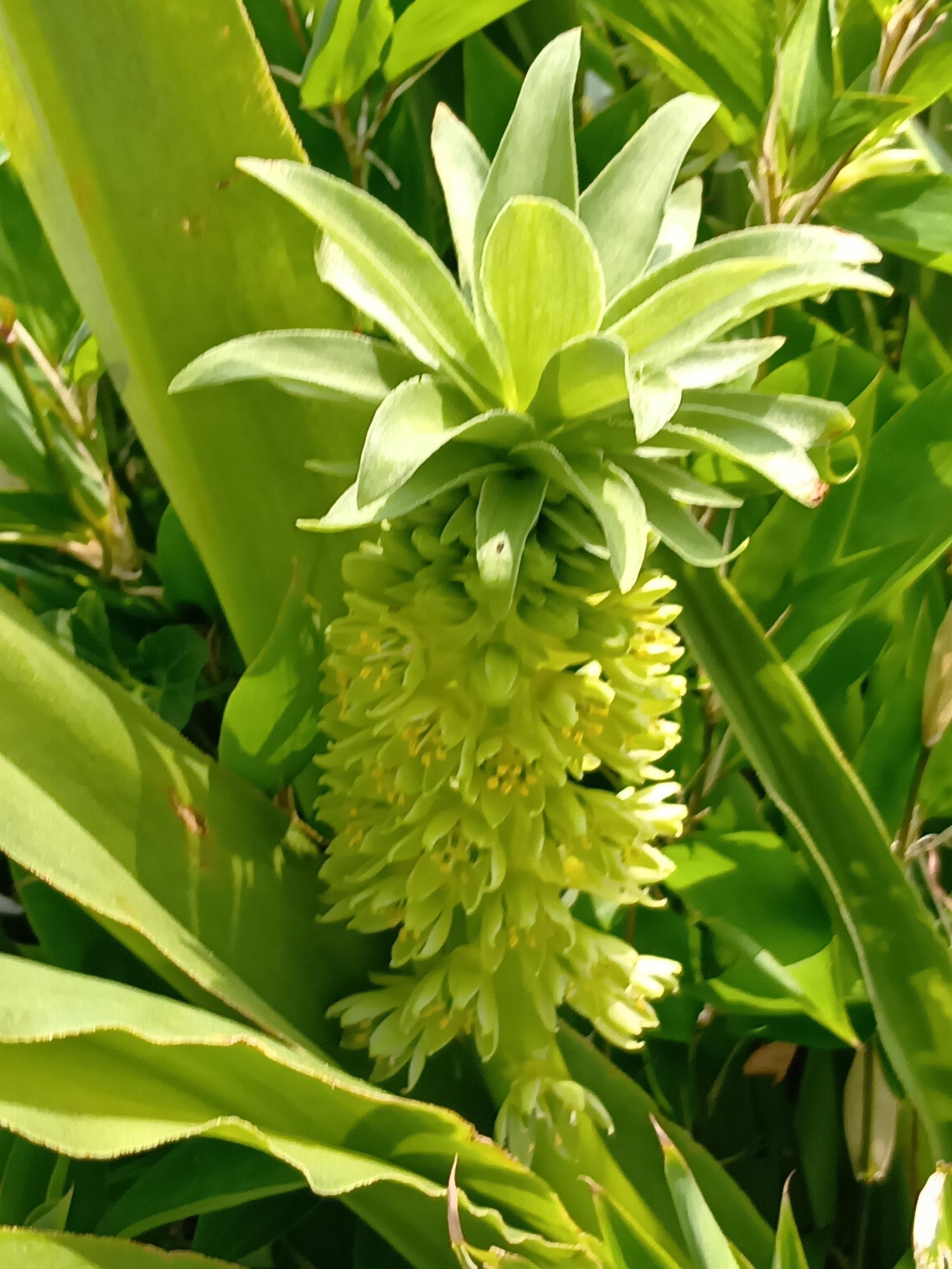 パイナップルの花言葉を知るきっかけに！花壇で思わず二度見した夏の花！