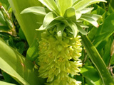 パイナップルの花言葉を知るきっかけに！花壇で思わず二度見した夏の花！