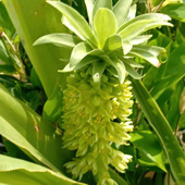 パイナップルの花言葉を知るきっかけに！花壇で思わず二度見した夏の花！
