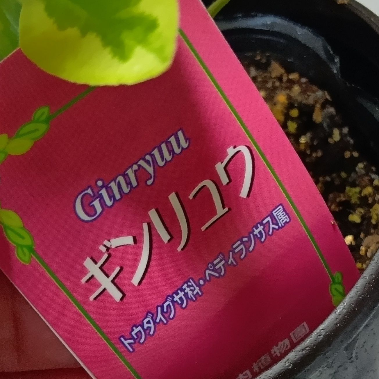 植物って、動けないからか？程度は変わるけど、毒ありがよくあるよね。