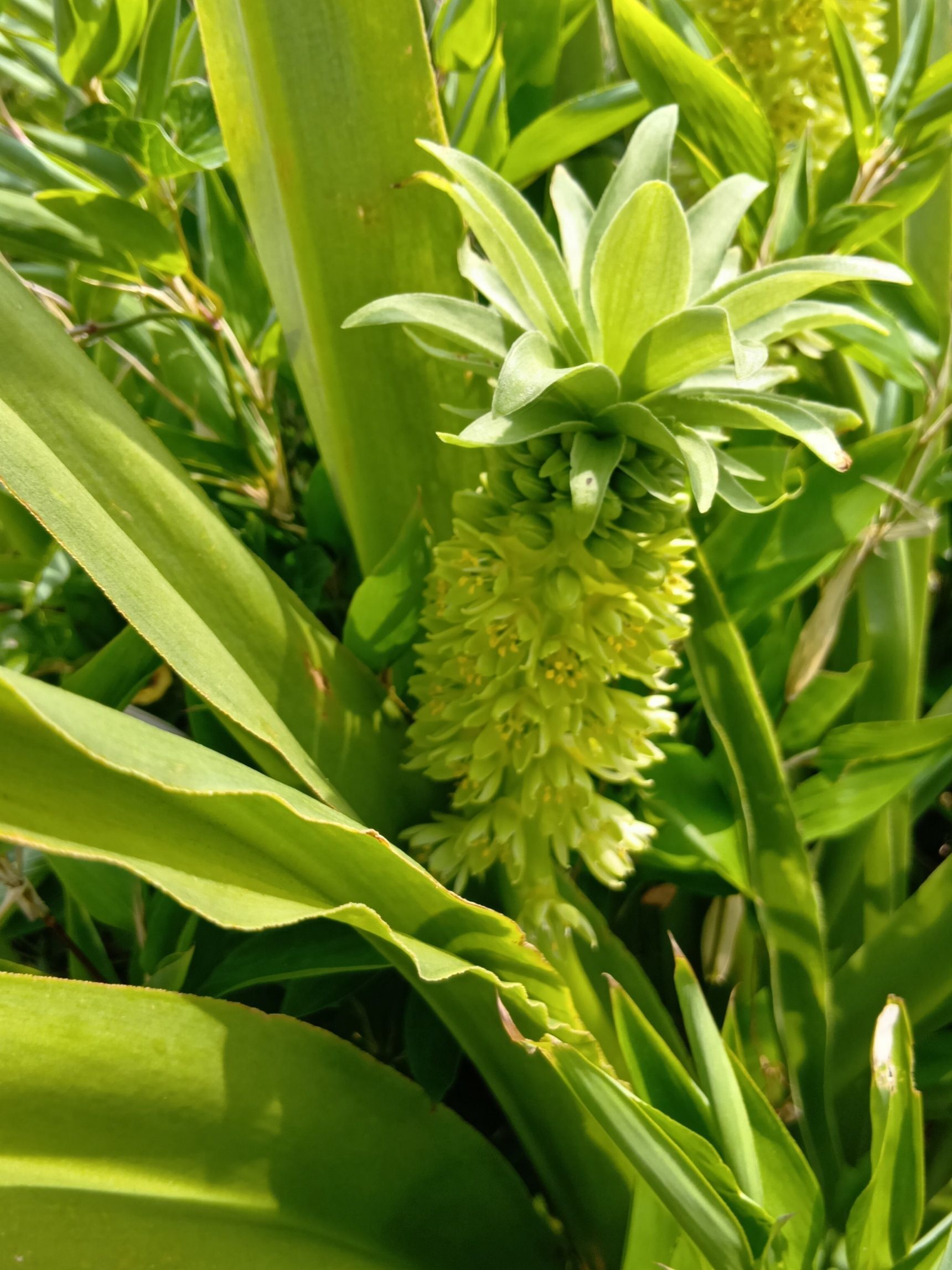 この植物は、『パイナップルリリー』です。