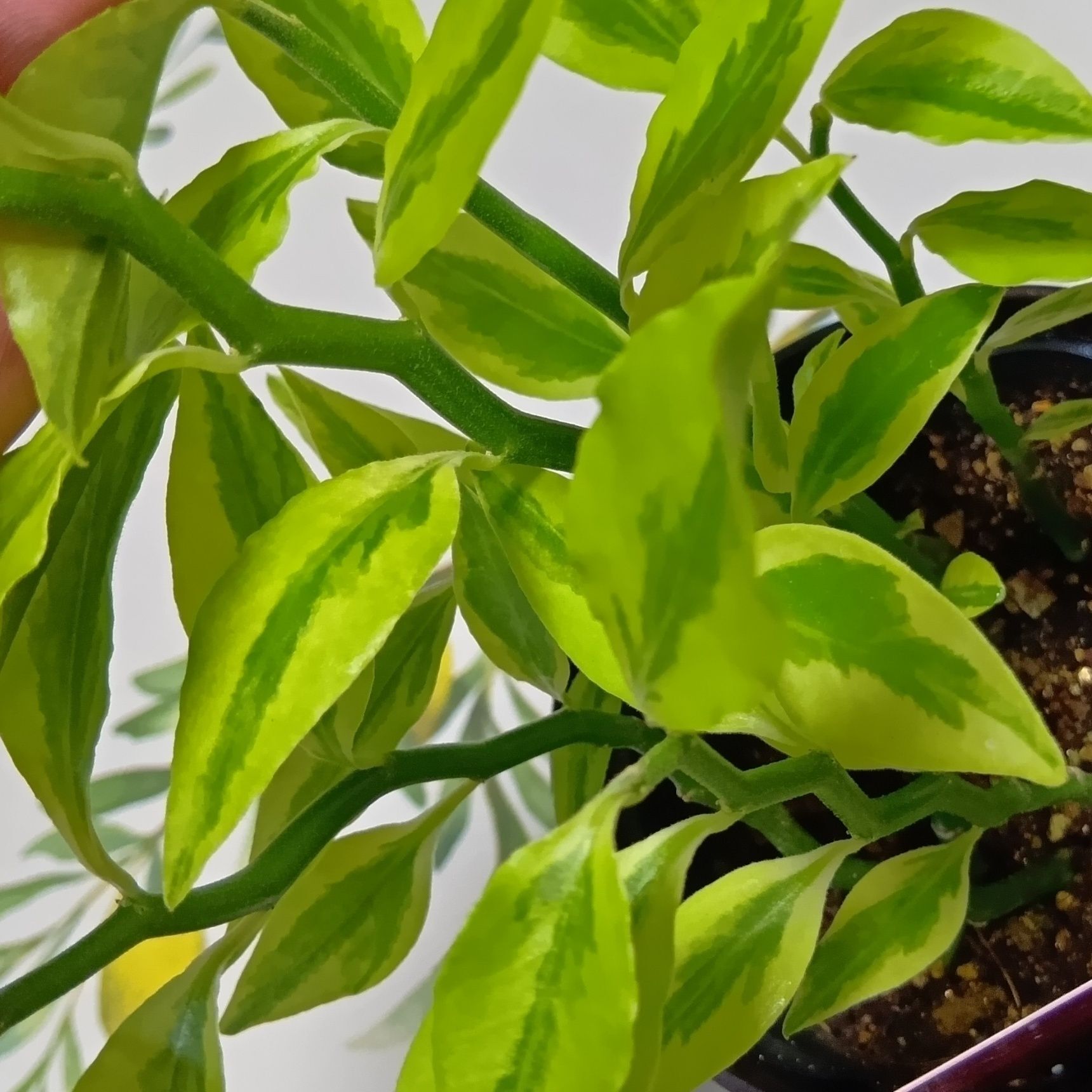 ジグザグに伸びるユニークな茎と、斑入りの葉が魅力の人気の観葉植物らしい。