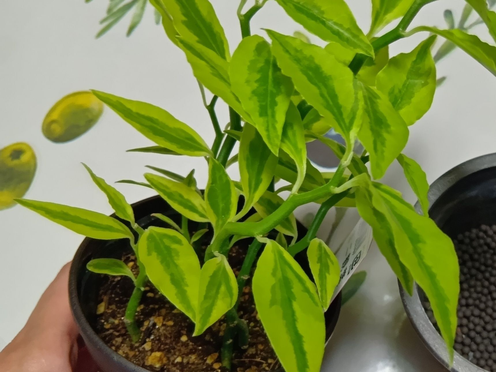 注意も必要な植物です→ギンリュウはトウダイグサ科の植物なので、枝を折ると白い乳液が出ます。