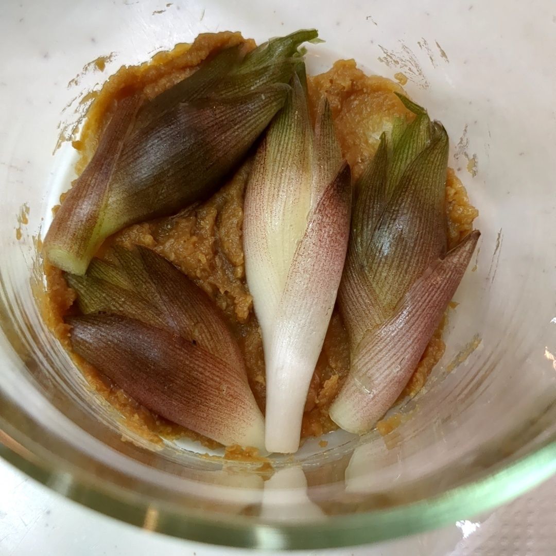 【夏の手仕事】ミョウガの味噌漬けの作り方