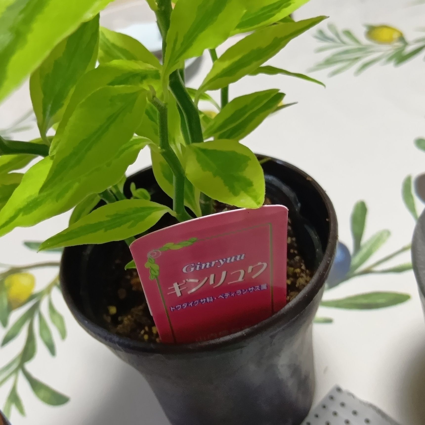 この植物は「ギンリュウ」です。別名：大銀龍（ダイギンリュウ）、ジグザグプランツ