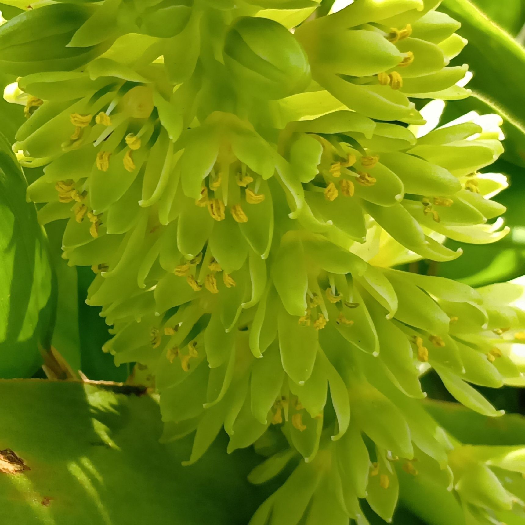 花穂の先に葉っぱがちょこんと付き、その姿がパイナップルにそっくり！  実際は小さな星形のお花が下から順番に咲き、長く楽しめます。