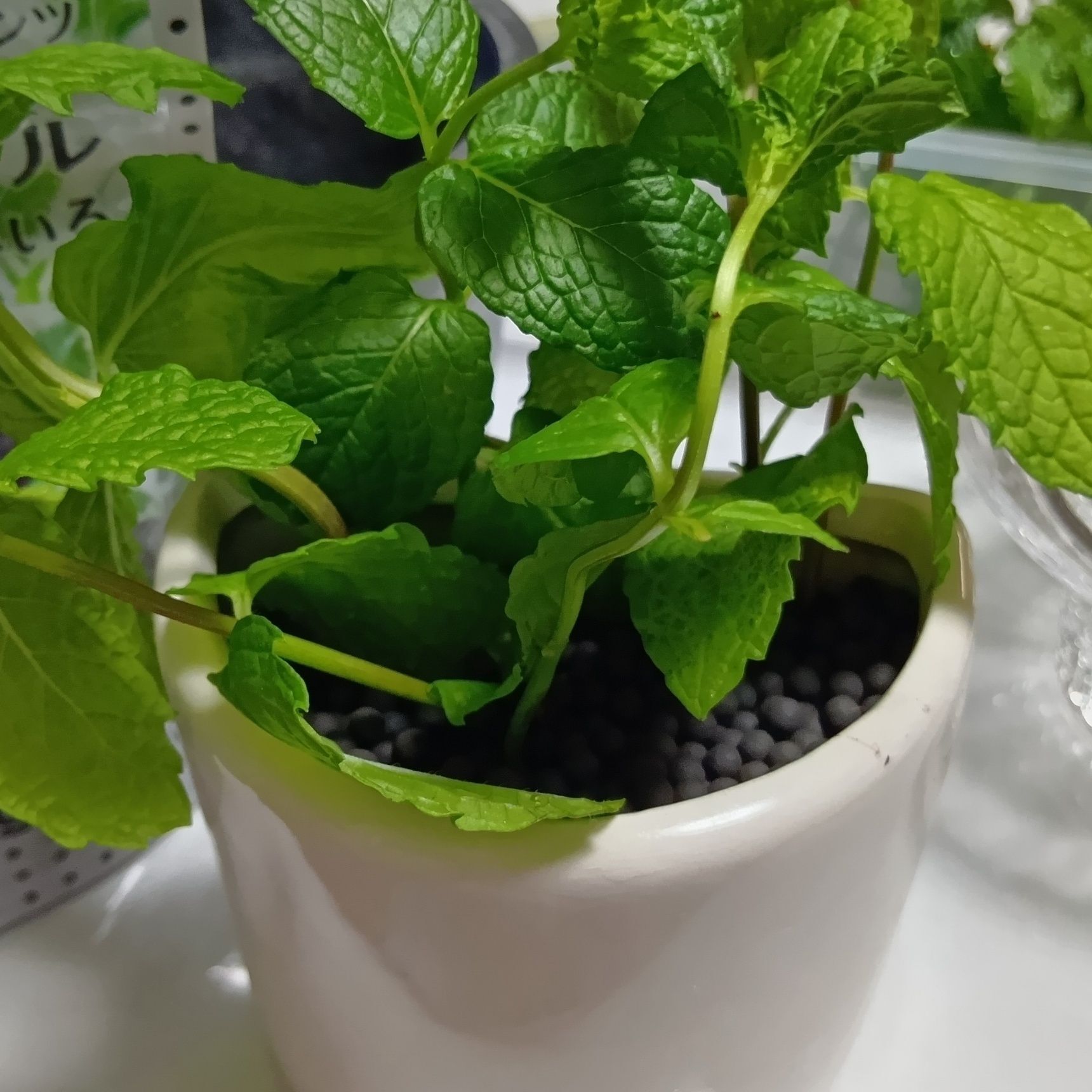 植物を気軽に楽しめるので、インドア派にもおすすめ。 