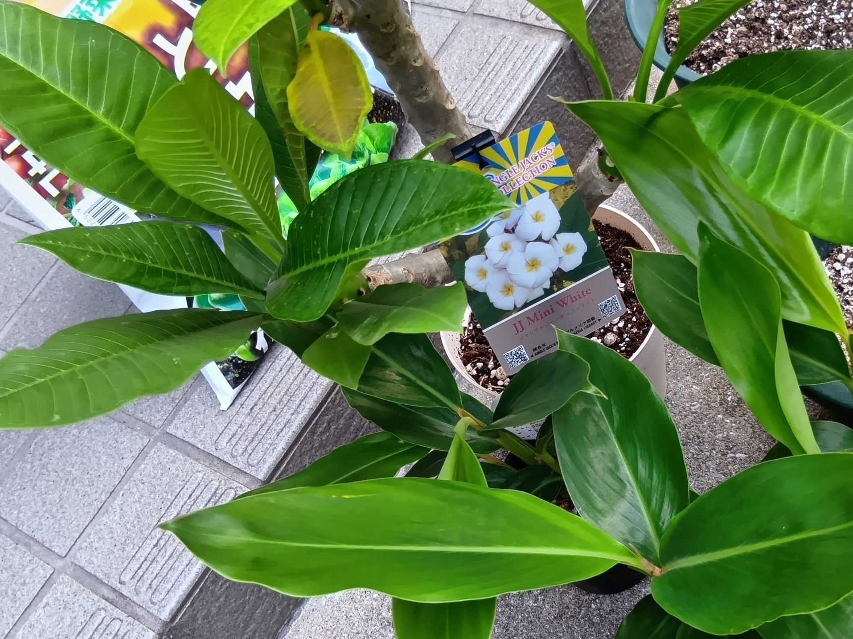 届いたプルメリアは、鉢が小さく窮屈そうだったので、お家にあった鉢に植え替え、黄色く変色した葉を取り除いてお手入れ。