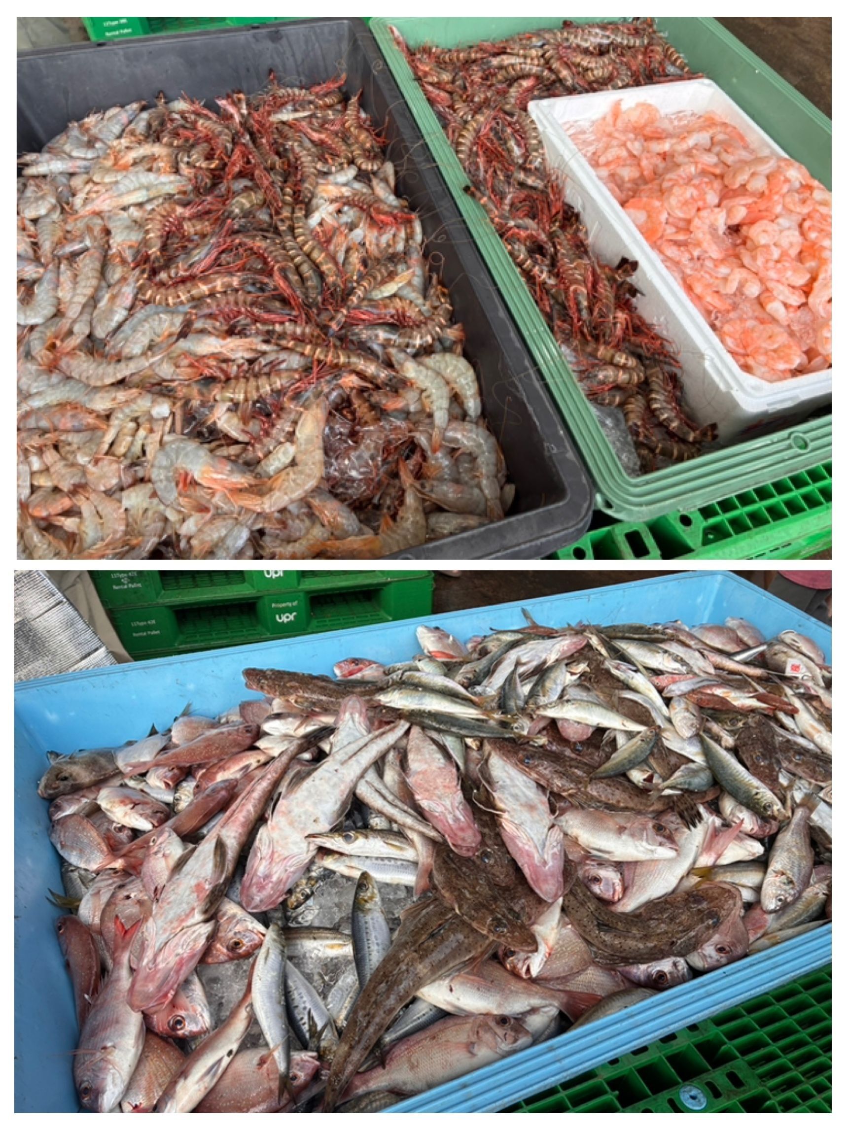 詰め放題は魚かエビか！
