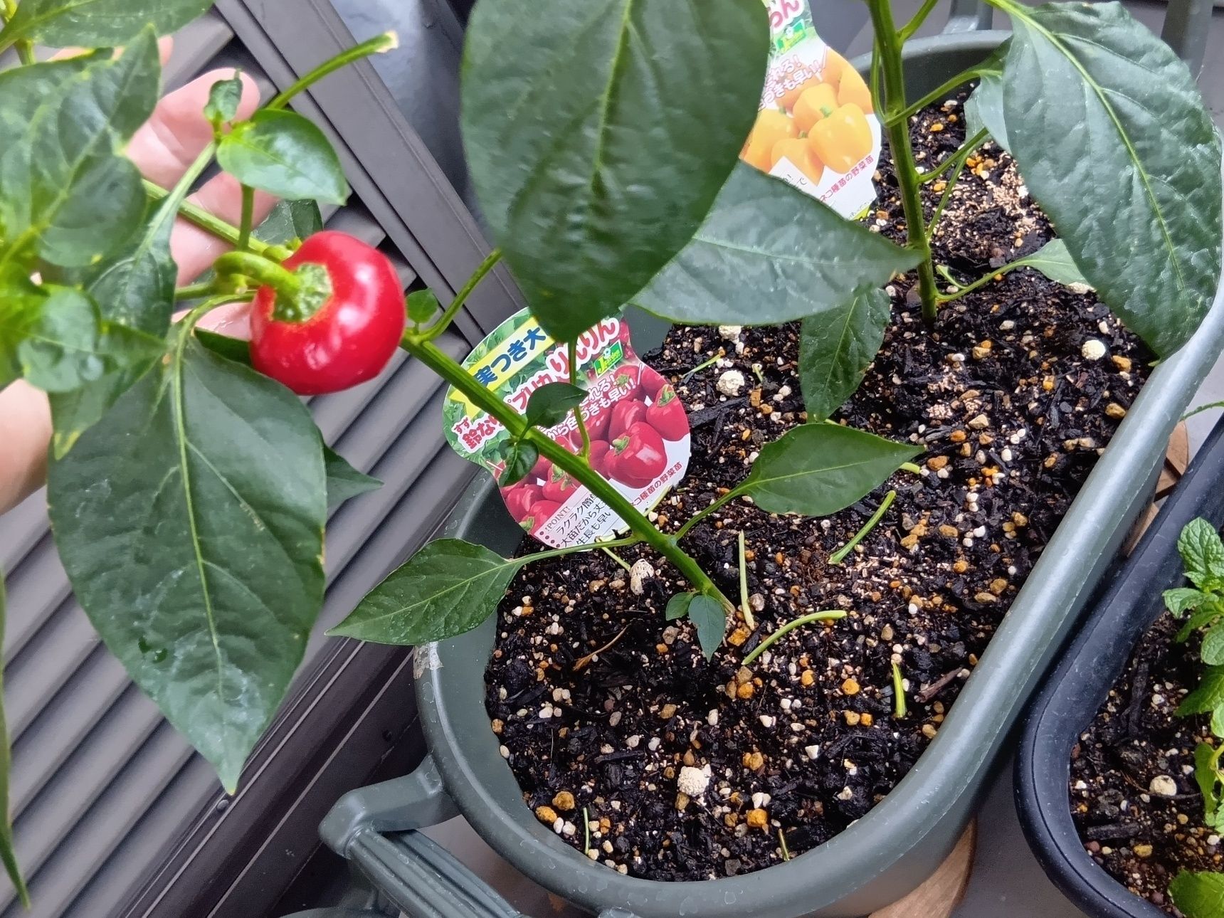 どちらも夏の食卓で大活躍する植物なので、育てる楽しみと収穫する楽しみを同時に味わえるのが魅力！