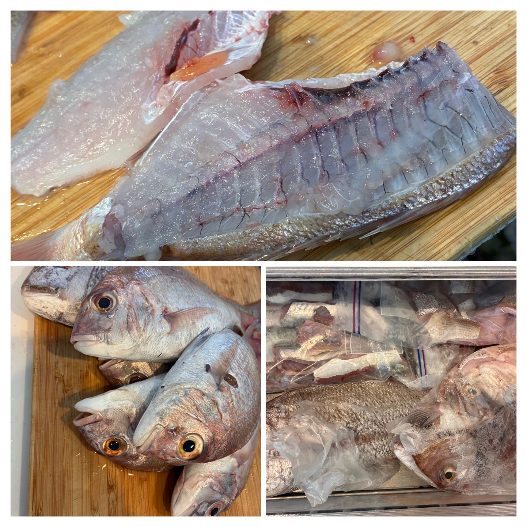 魚は処理して冷凍保存
