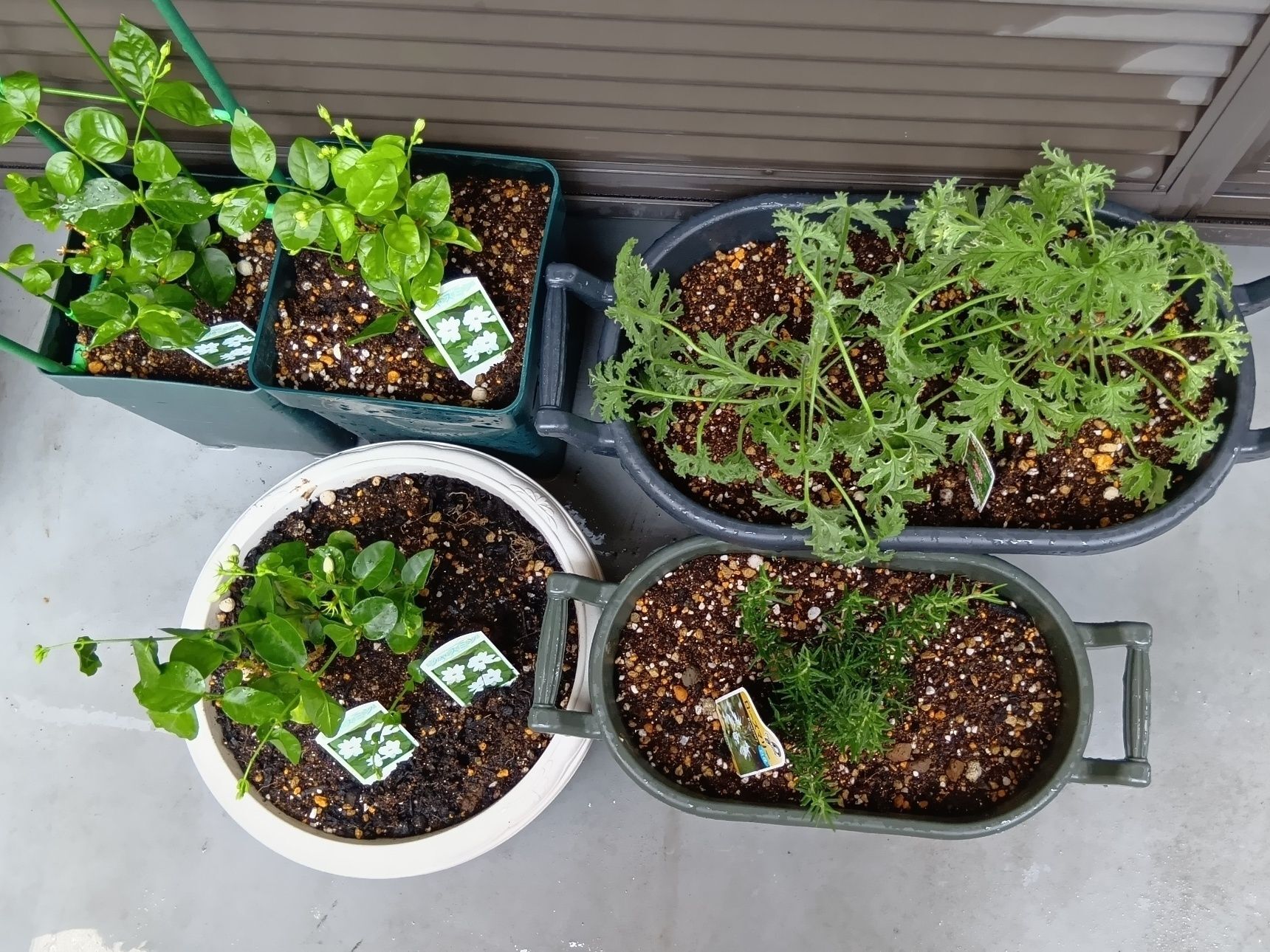 妄想をこの夏現実に！香りを楽しむ植物をベランダでプチッと楽しむ～！酷暑の夏を快適に過ごす工夫